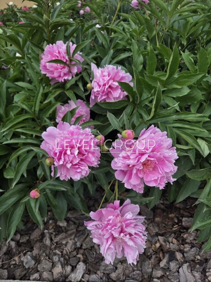 1 лінія вул., 909