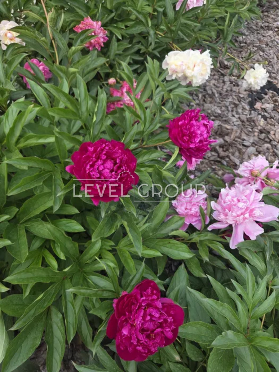 1 лінія вул., 909